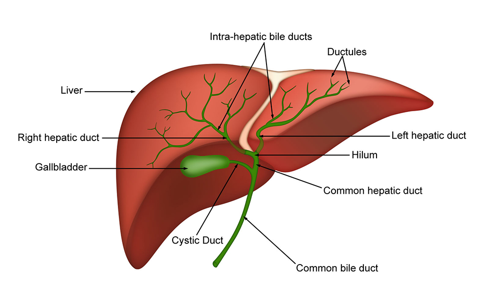 liver_biliary_structures